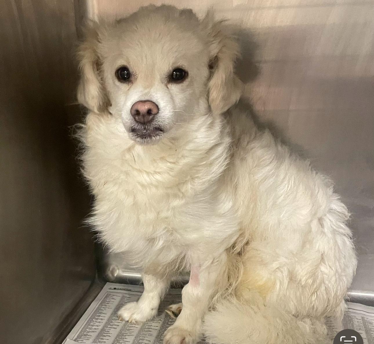 Ozzy, Adoptable, Young Male Chihuahua.