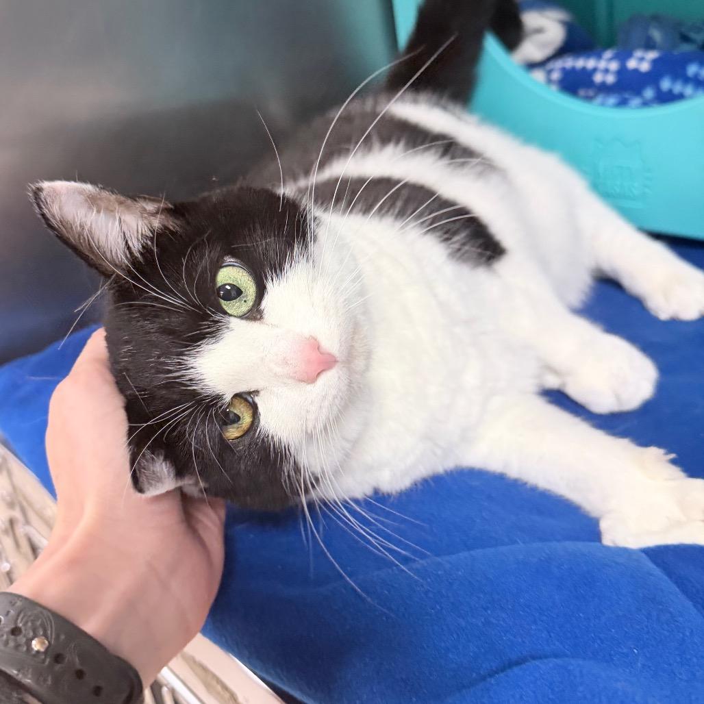 Kitten, a Adoptable Domestic Short Hair in Titusville, FL image 1/4