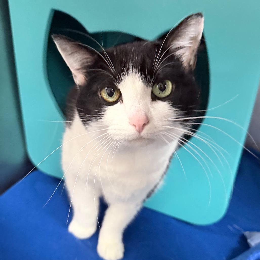 Kitten, a Adoptable Domestic Short Hair in Titusville, FL image 2/4