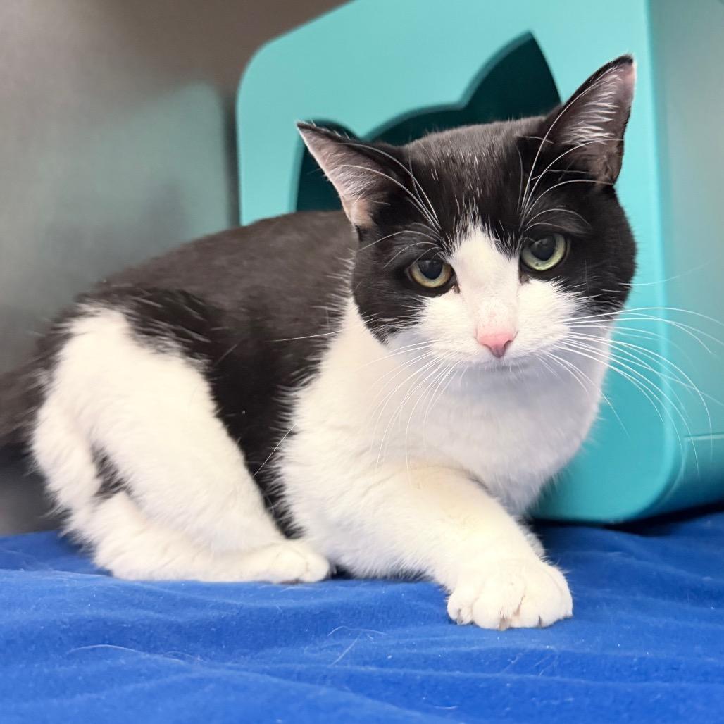 Kitten, a Adoptable Domestic Short Hair in Titusville, FL image 3/4