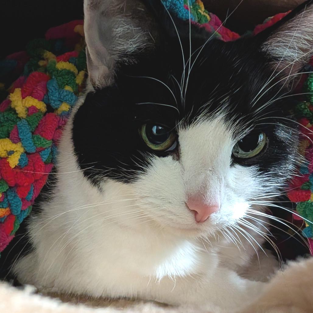 Kitten, a Adoptable Domestic Short Hair in Titusville, FL image 4/4