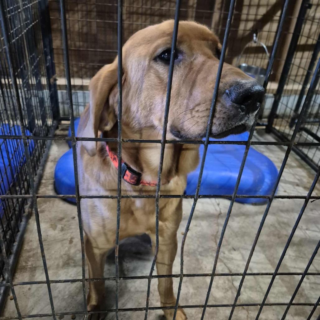 Conan, Adoptable, Adult Male Hound & Mixed Breed.