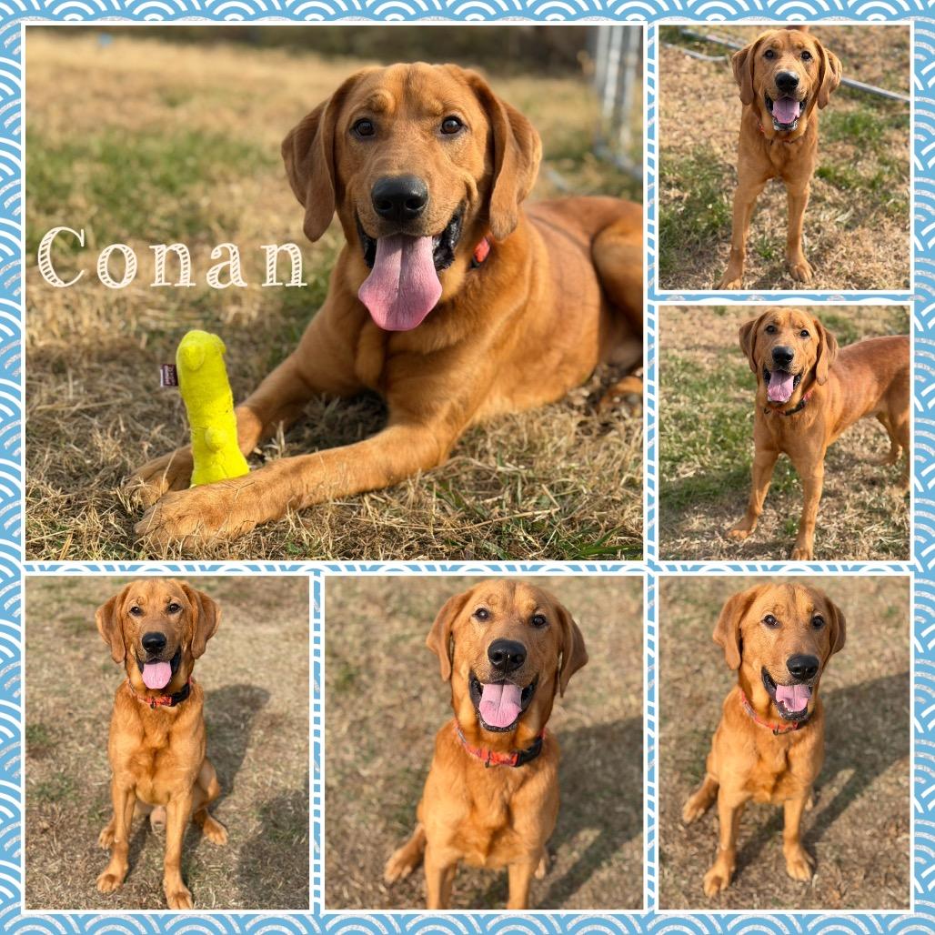 Conan, Adoptable, Adult Male Hound & Mixed Breed.