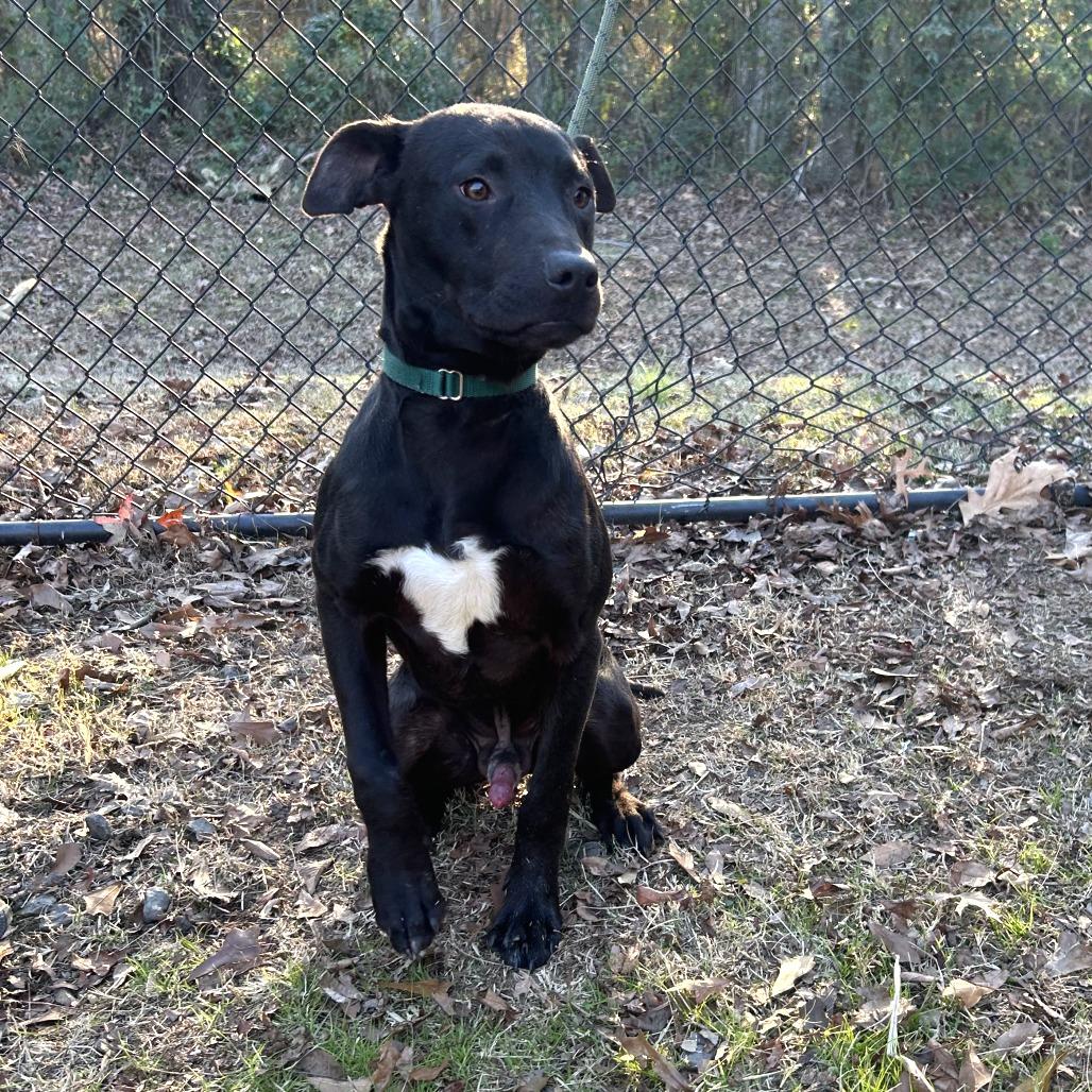 Jack, a Adoptable mixed breed in Cabot, AR image 2/6