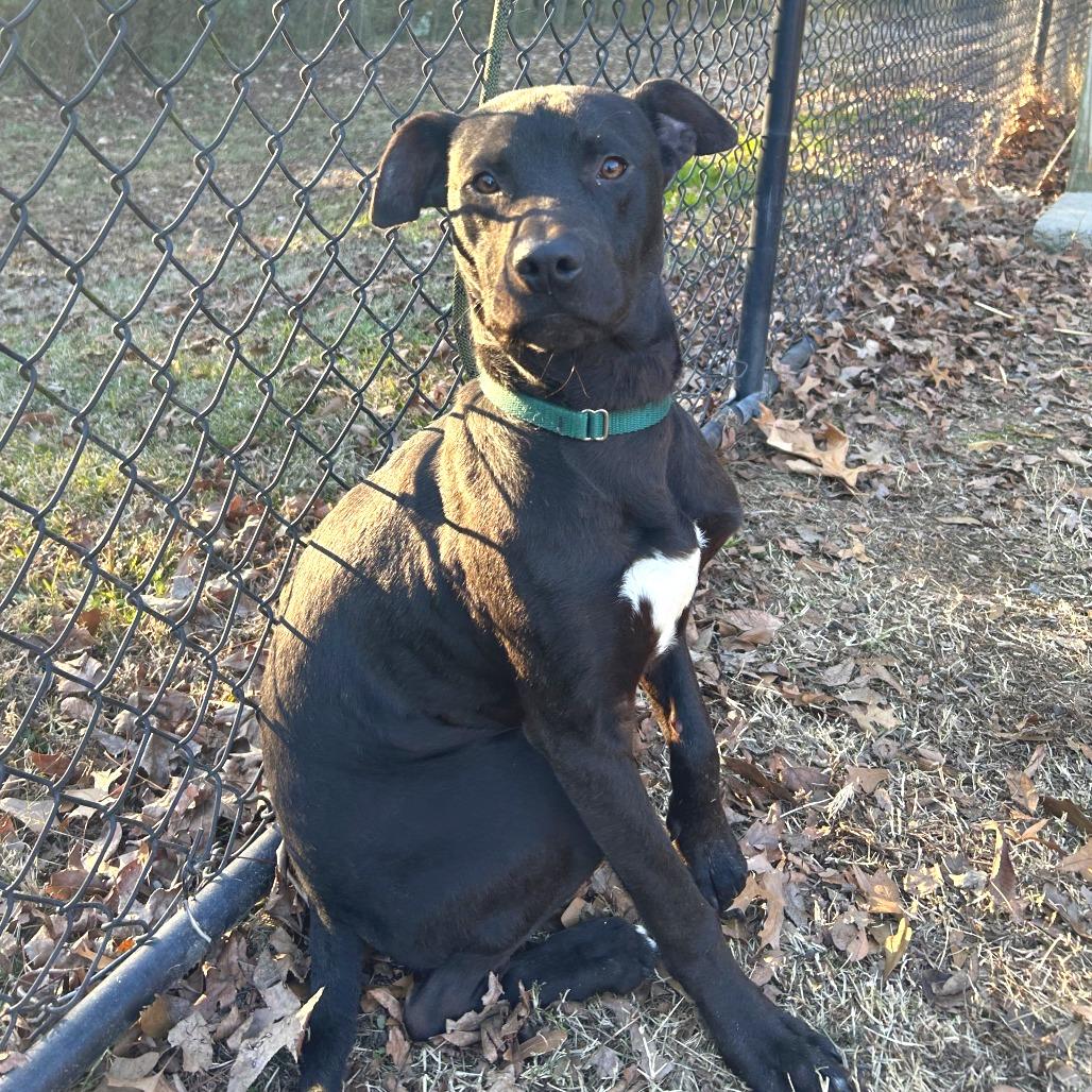 Jack, a Adoptable mixed breed in Cabot, AR image 3/6
