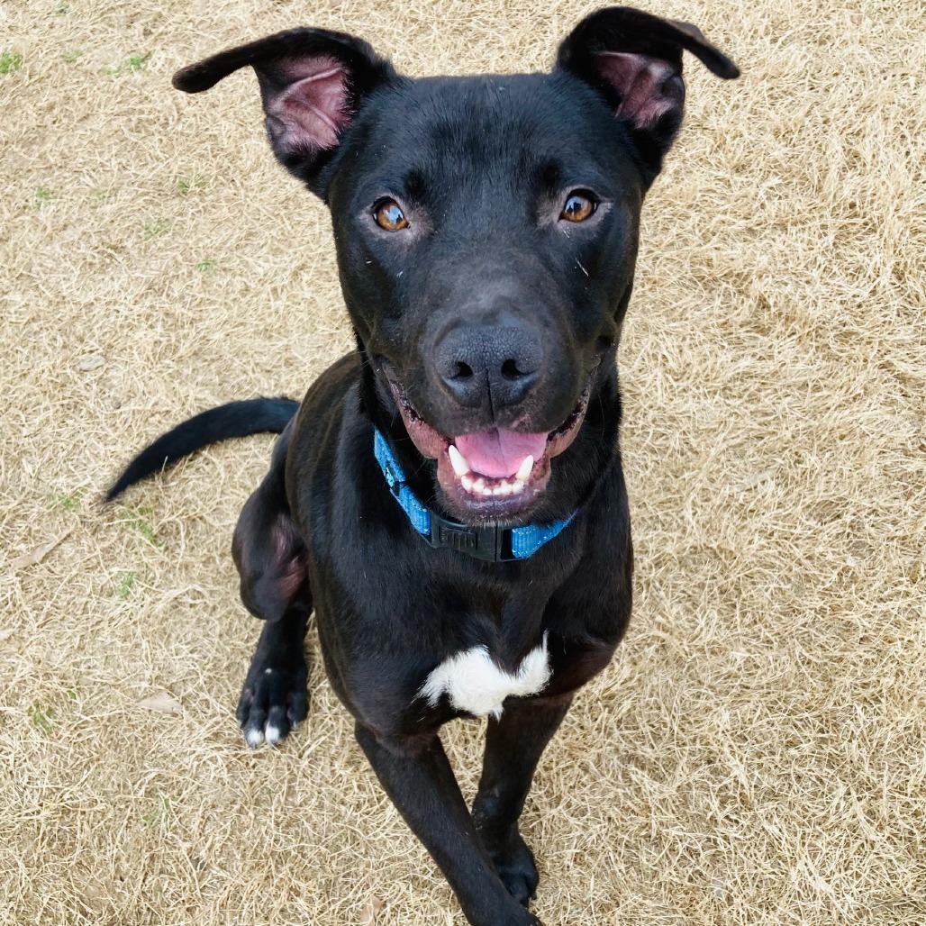 Enlarge Jack, a Adoptable mixed breed in Cabot, AR image 2/6