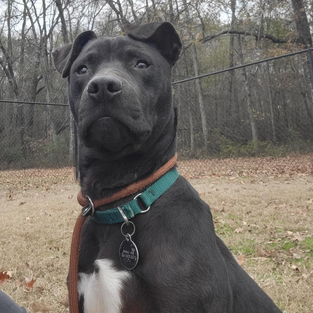 Jack, a Adoptable mixed breed in Cabot, AR image 4/6