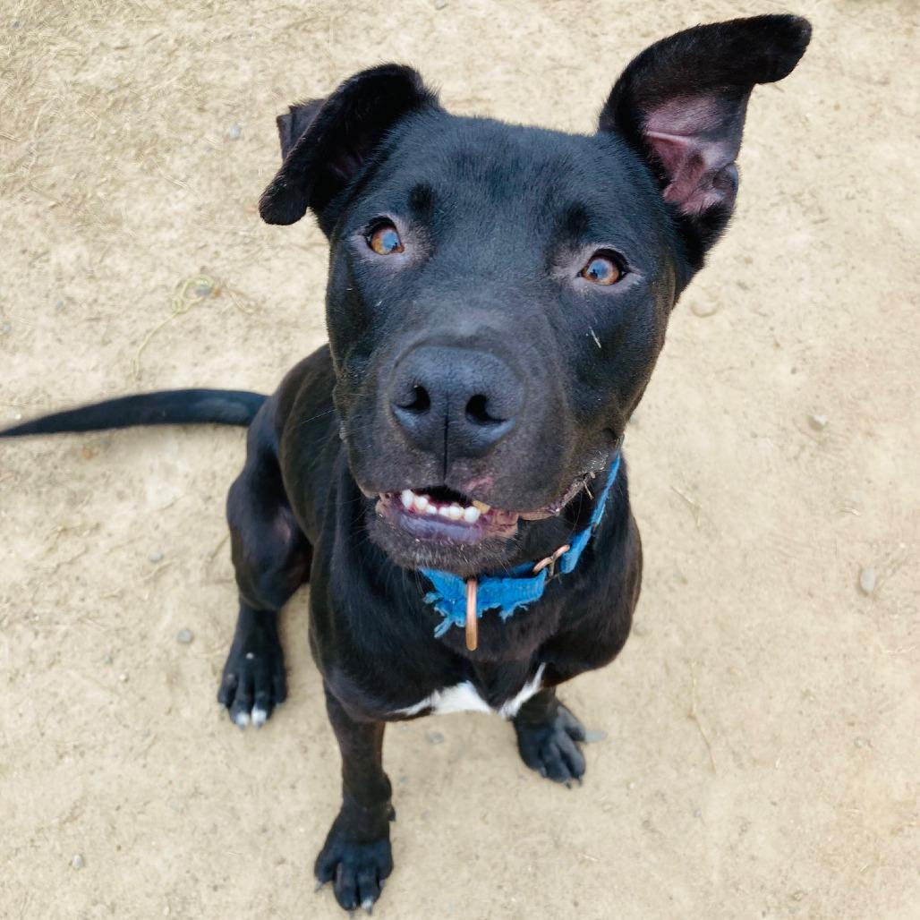 Enlarge Jack, a Adoptable mixed breed in Cabot, AR image 3/6