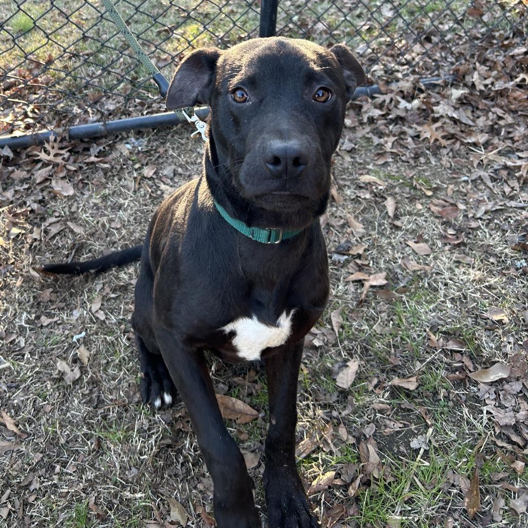Jack, a Adoptable mixed breed in Cabot, AR image 5/6