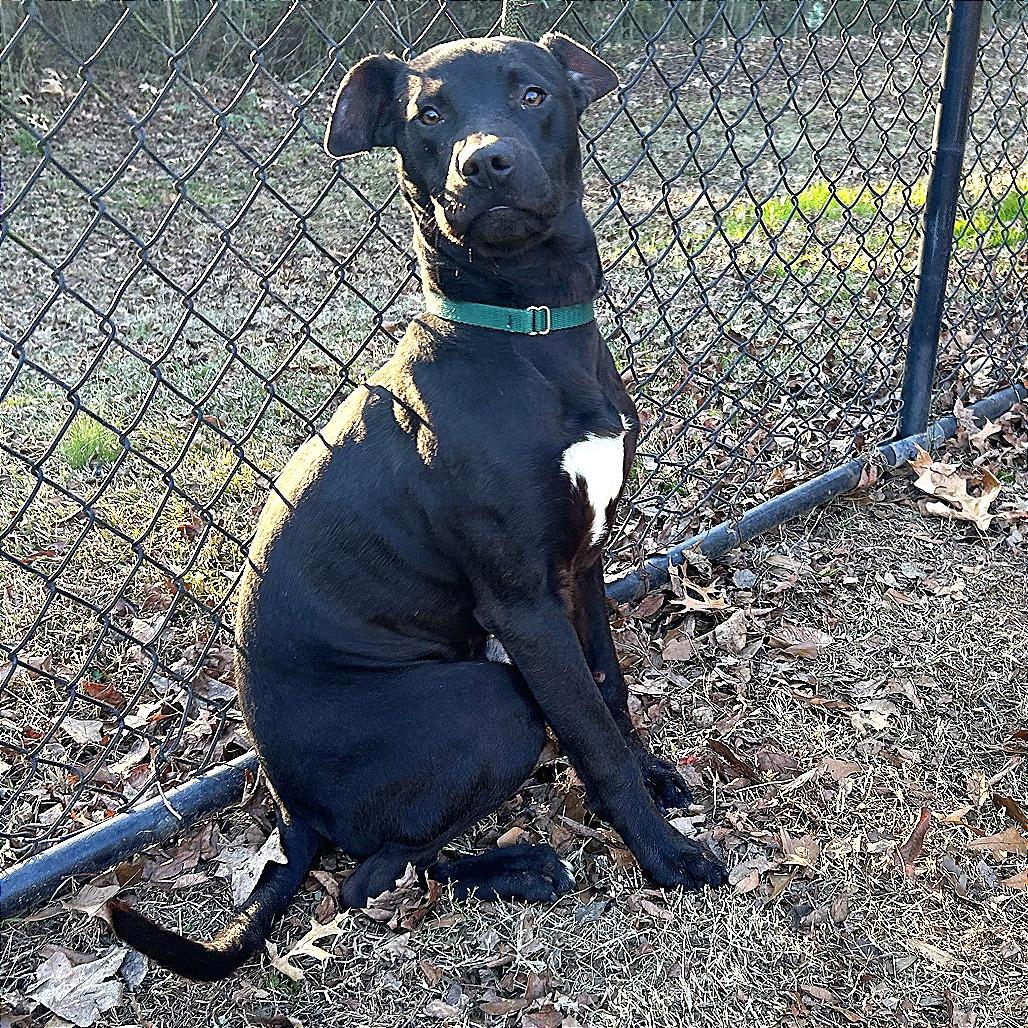 Jack, a Adoptable mixed breed in Cabot, AR image 6/6