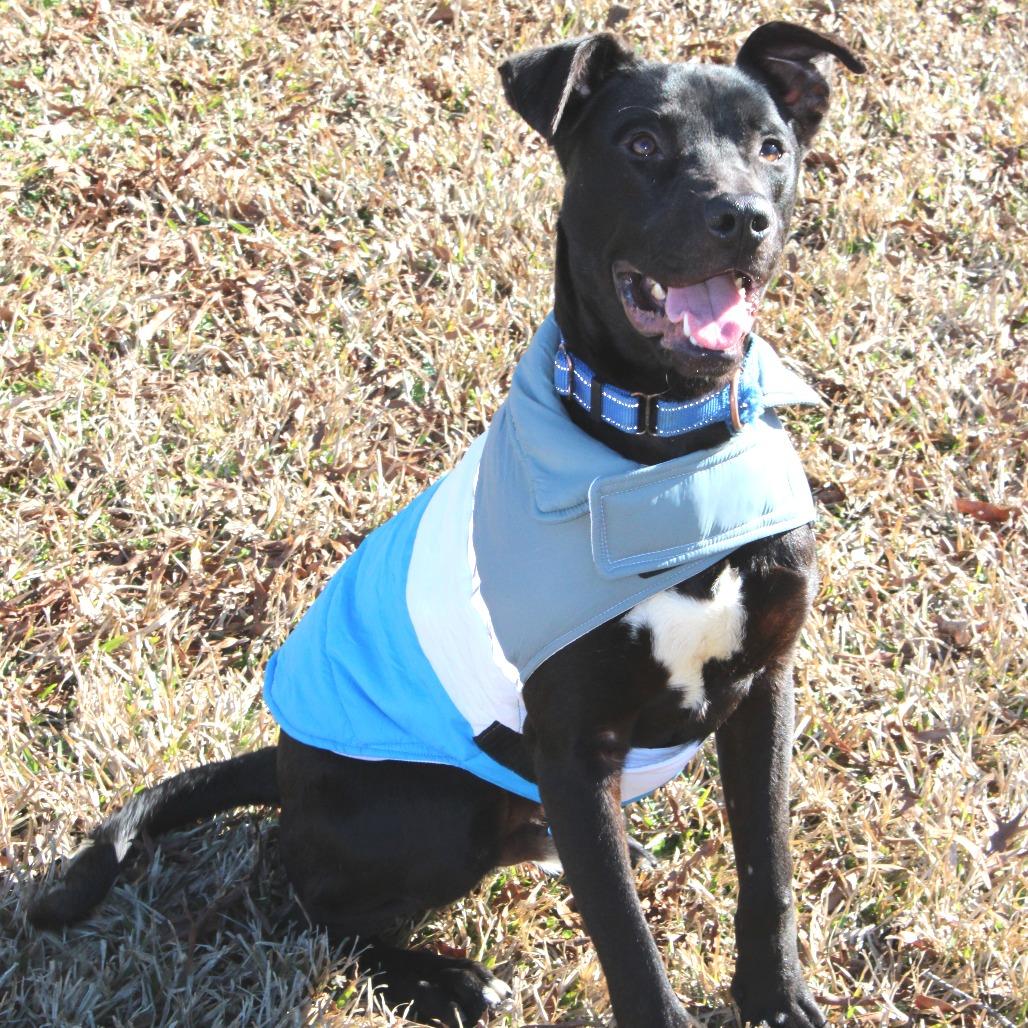 Jack, a Adoptable mixed breed in Cabot, AR image 6/6