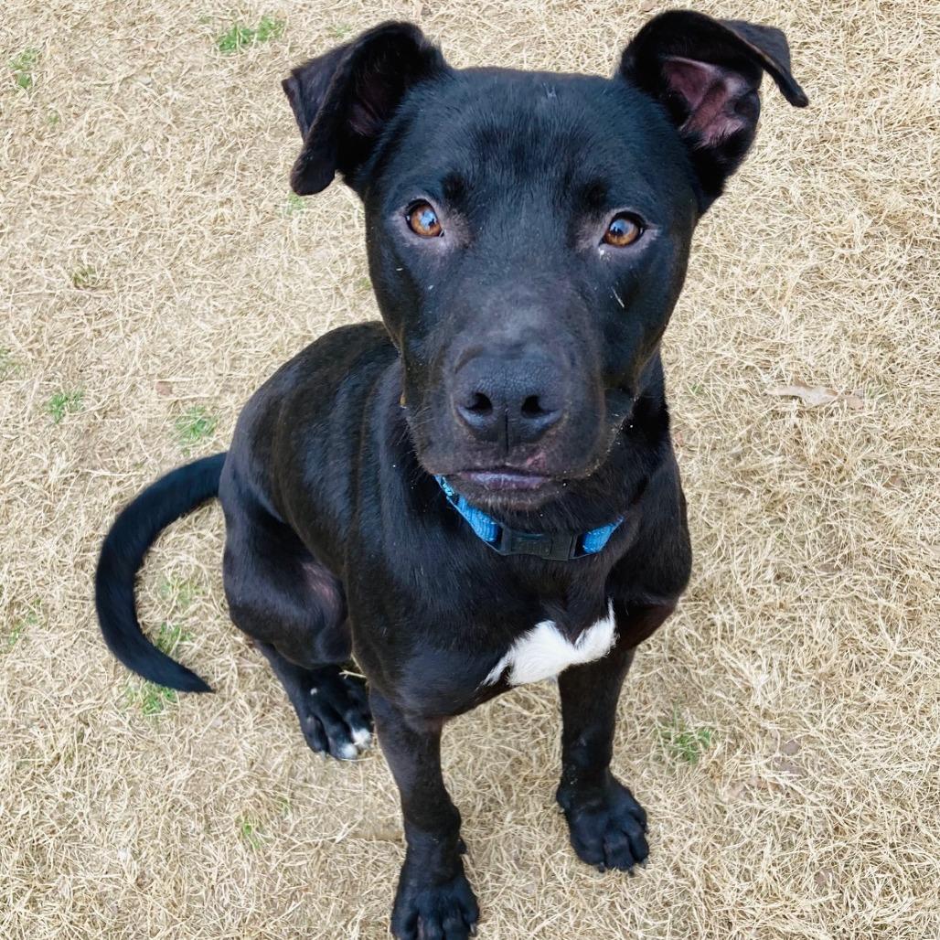 Enlarge Jack, a Adoptable mixed breed in Cabot, AR image 5/6