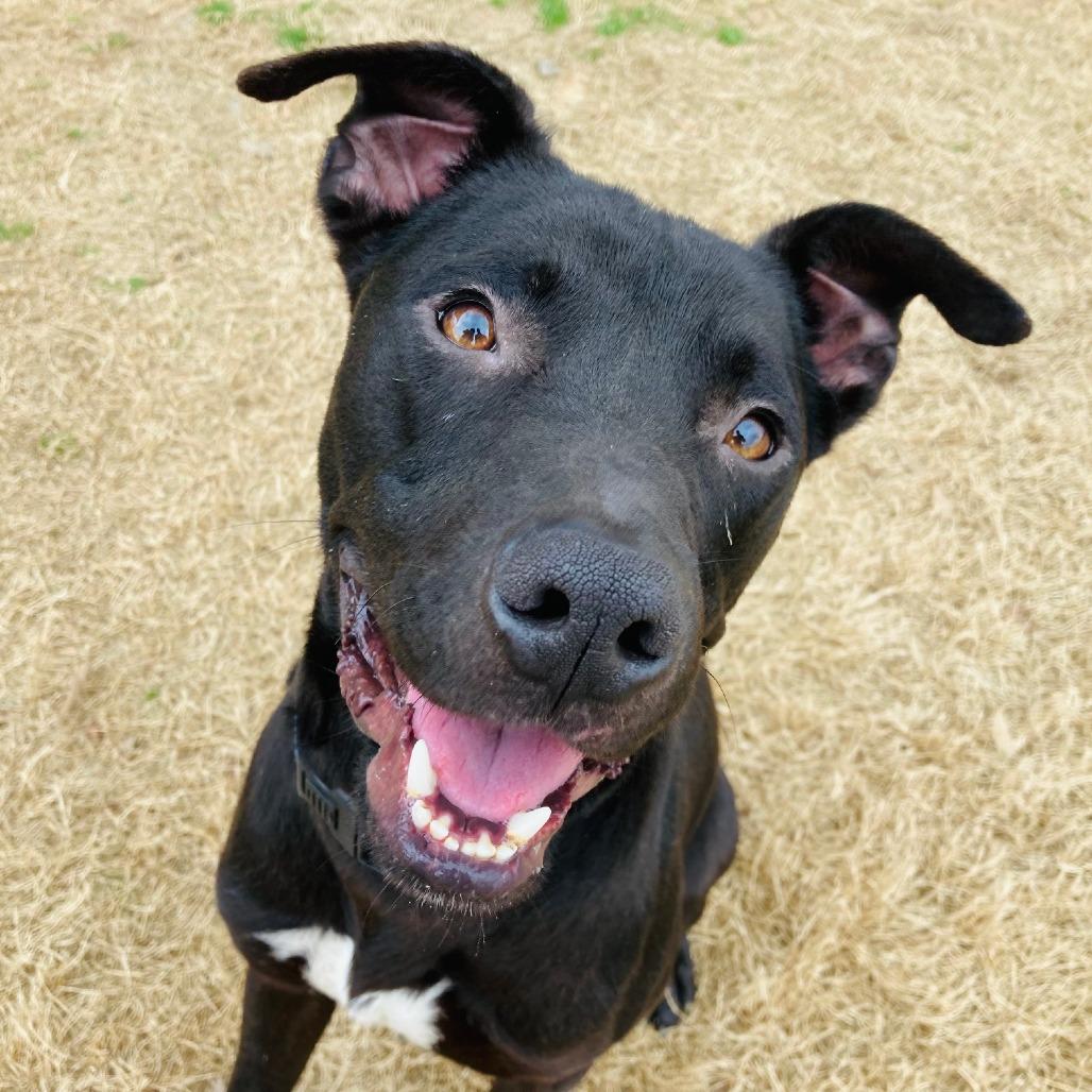 Enlarge Jack, a Adoptable mixed breed in Cabot, AR image 6/6