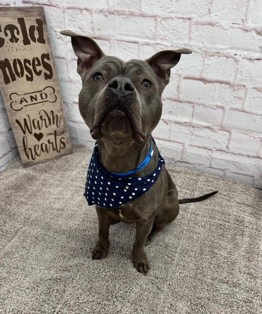 Phillips, Adoptable, Adult Male Mixed Breed.