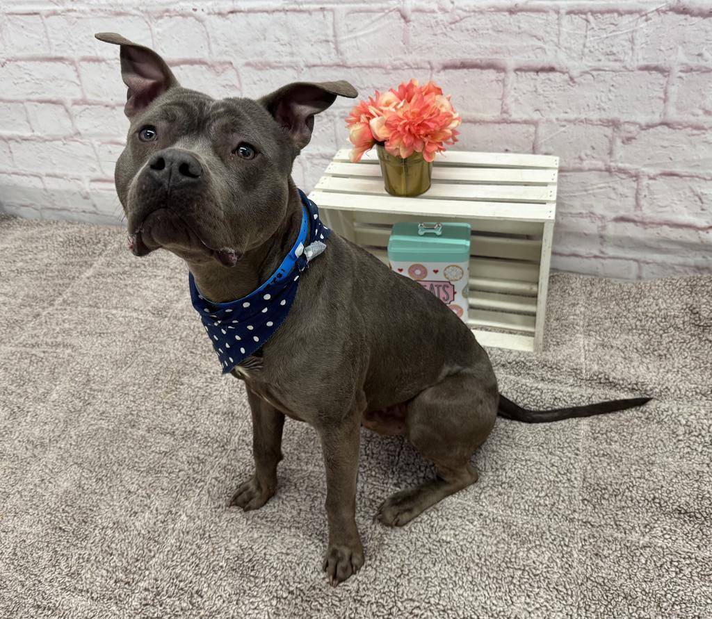 Enlarge Phillips, a Adoptable mixed breed in Detroit, MI image 2/6