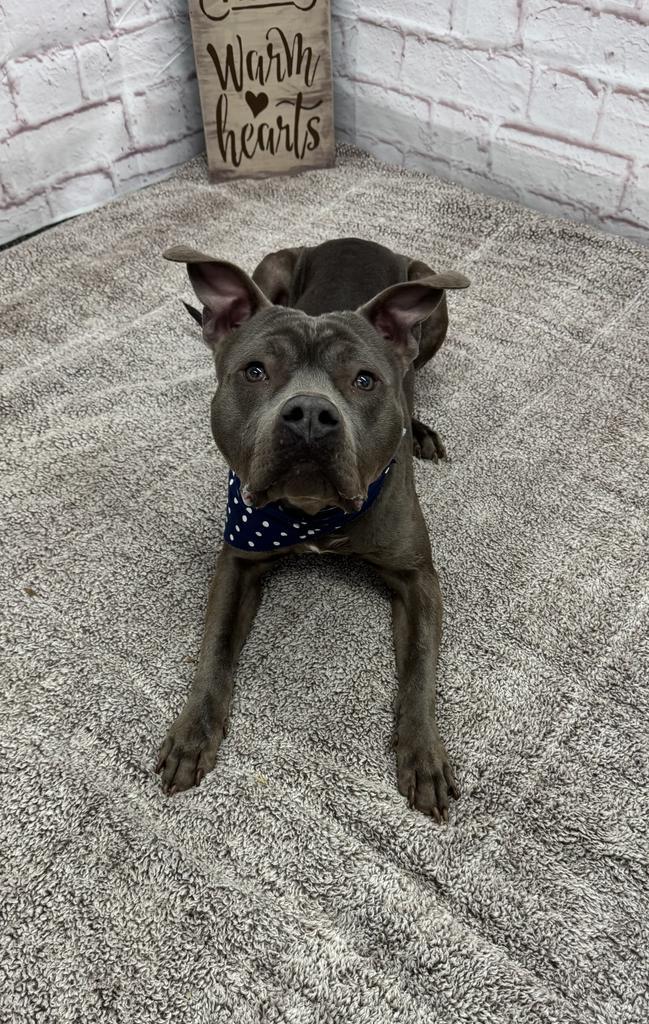 Enlarge Phillips, a Adoptable mixed breed in Detroit, MI image 3/6