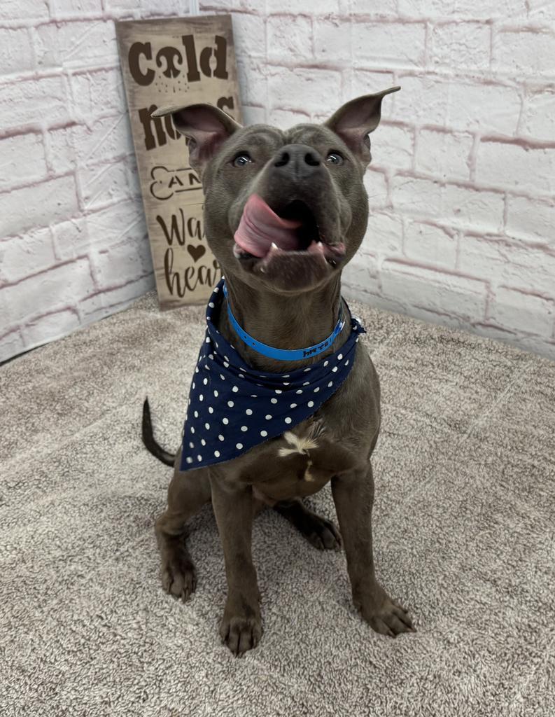 Enlarge Phillips, a Adoptable mixed breed in Detroit, MI image 4/6