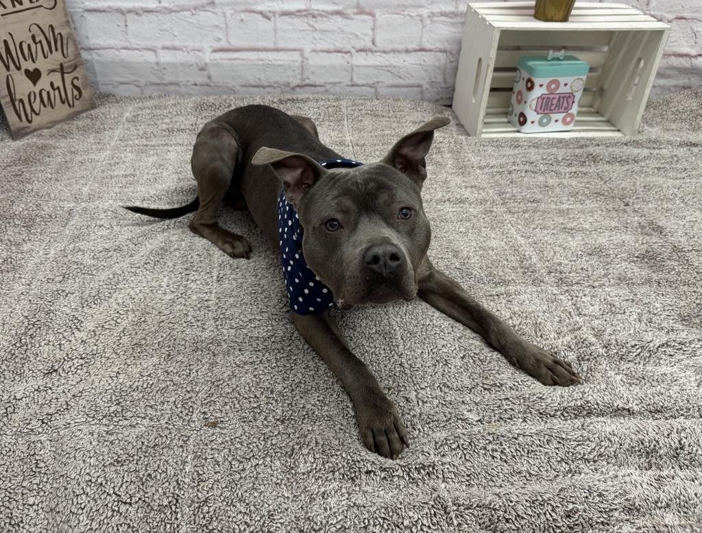 Enlarge Phillips, a Adoptable mixed breed in Detroit, MI image 5/6