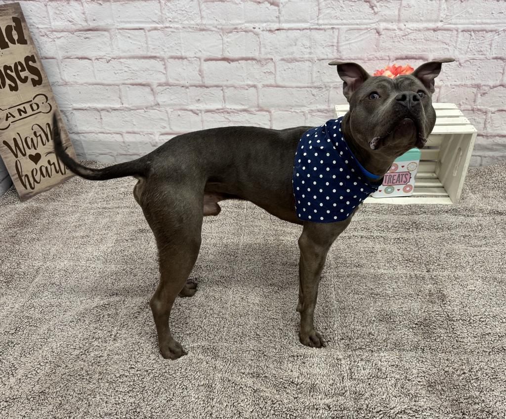 Enlarge Phillips, a Adoptable mixed breed in Detroit, MI image 6/6