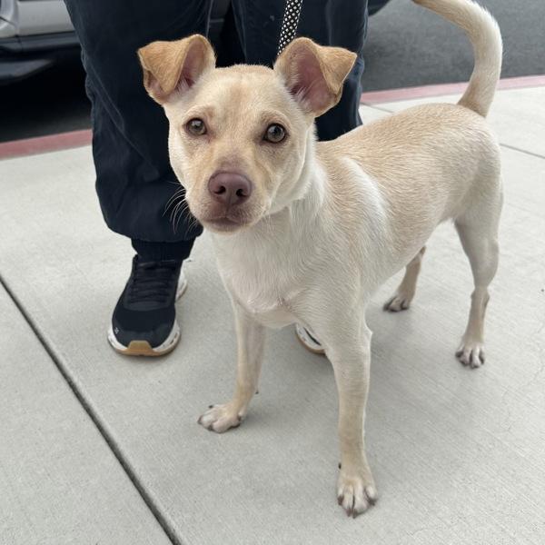 Enlarge Dillon, a Adoptable mixed breed in Walnut Creek, CA image 1/1