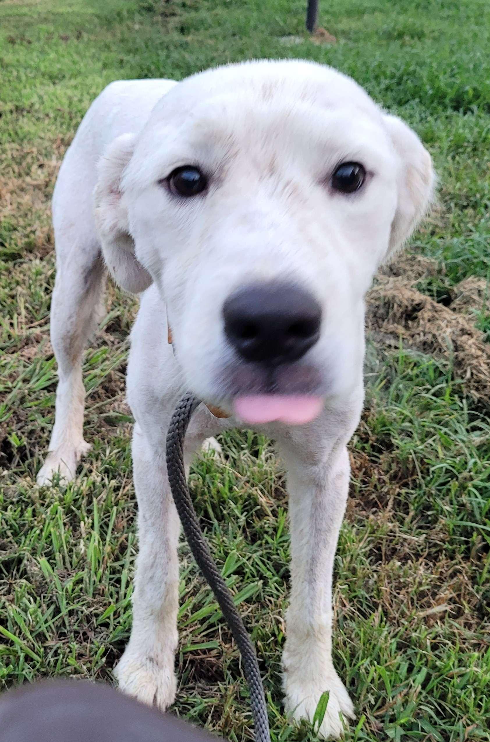 Enlarge Noah 19, a ADOPTABLE mixed breed in Killingworth, CT image 2/5