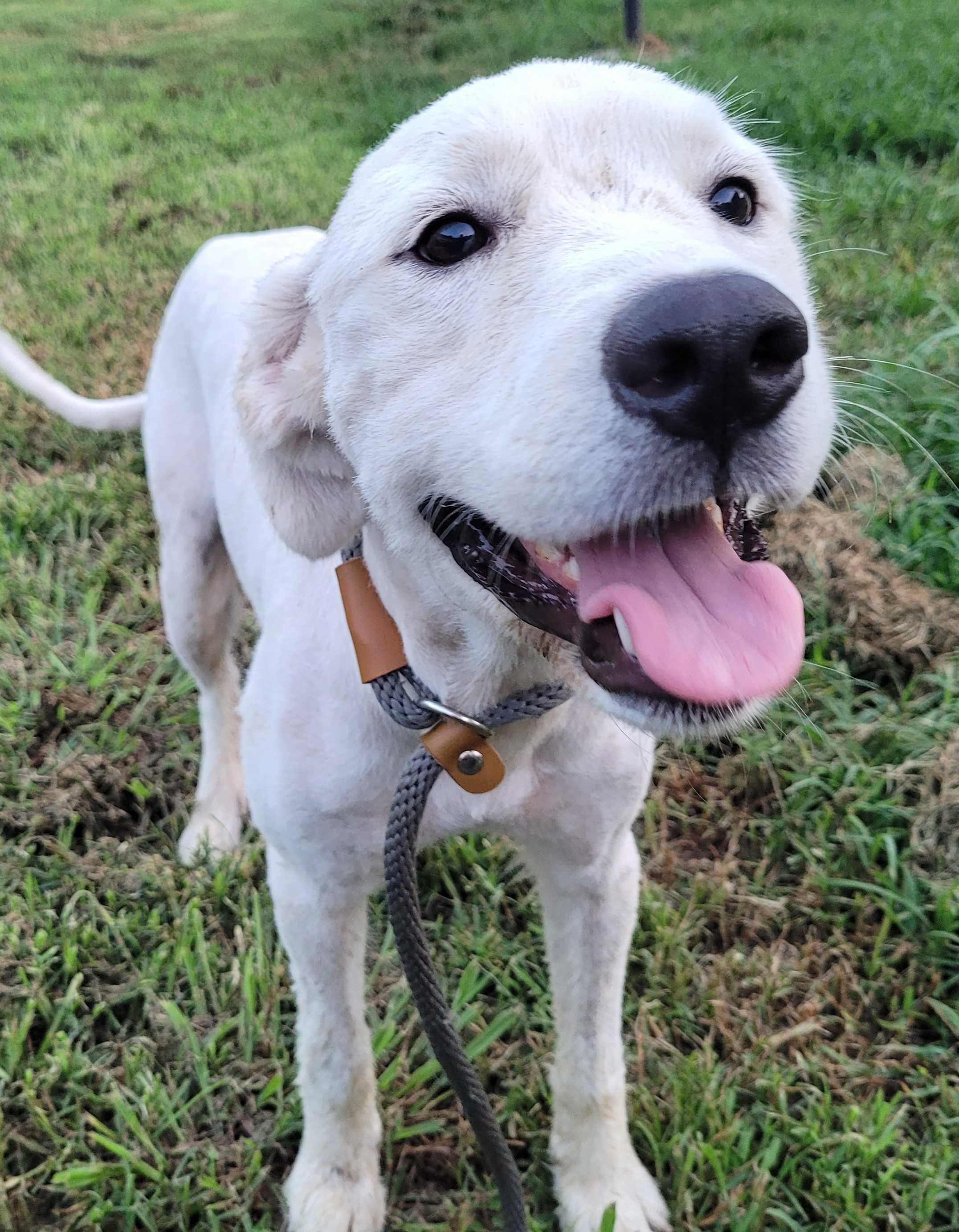 Enlarge Noah 19, a ADOPTABLE mixed breed in Killingworth, CT image 1/5