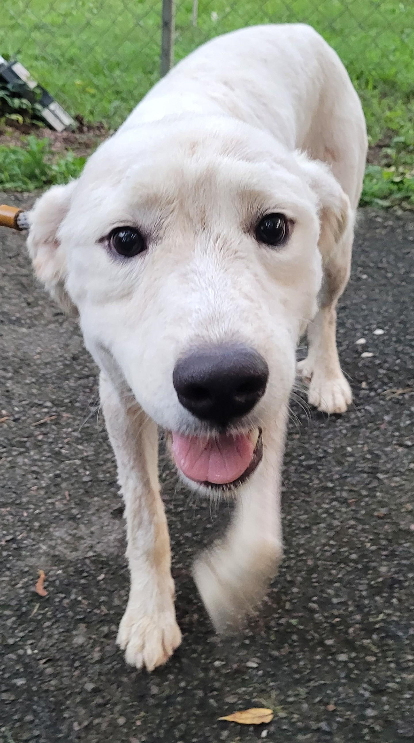 Enlarge Noah 19, a ADOPTABLE mixed breed in Killingworth, CT image 5/5