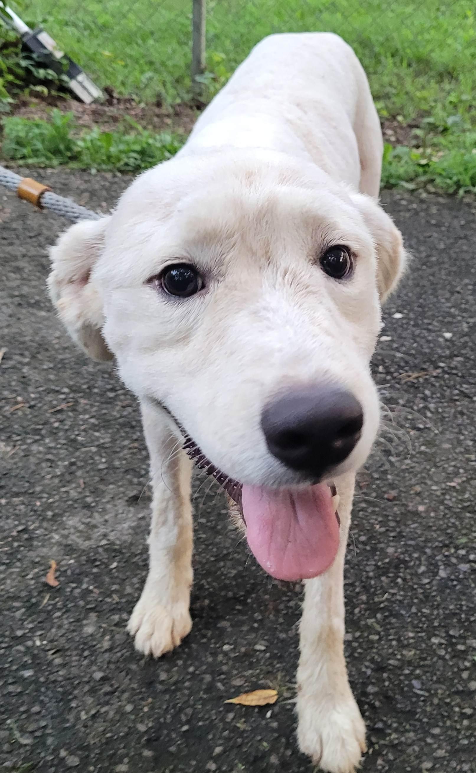 Enlarge Noah 19, a ADOPTABLE mixed breed in Killingworth, CT image 3/5