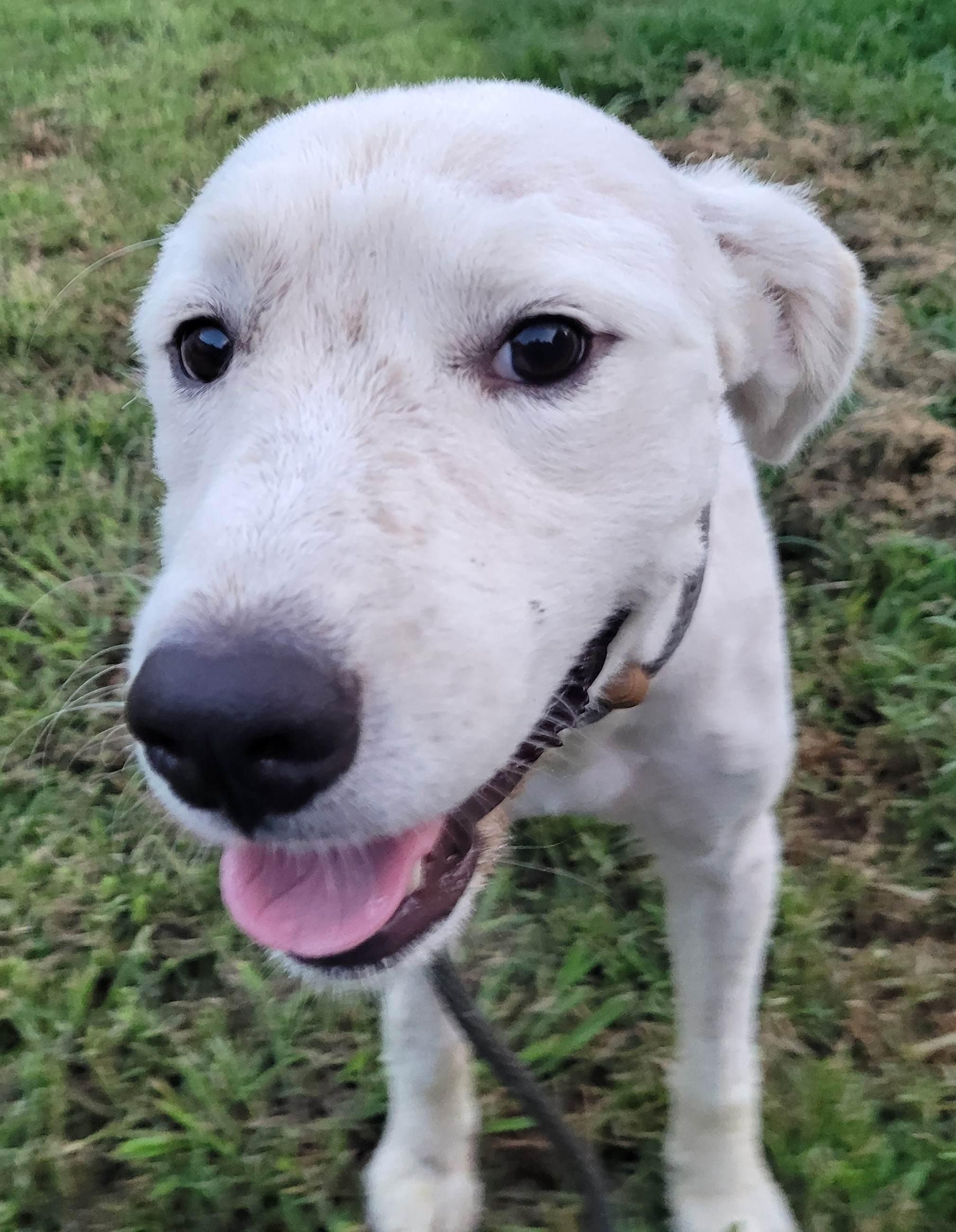 Enlarge Noah 19, a ADOPTABLE mixed breed in Killingworth, CT image 4/5
