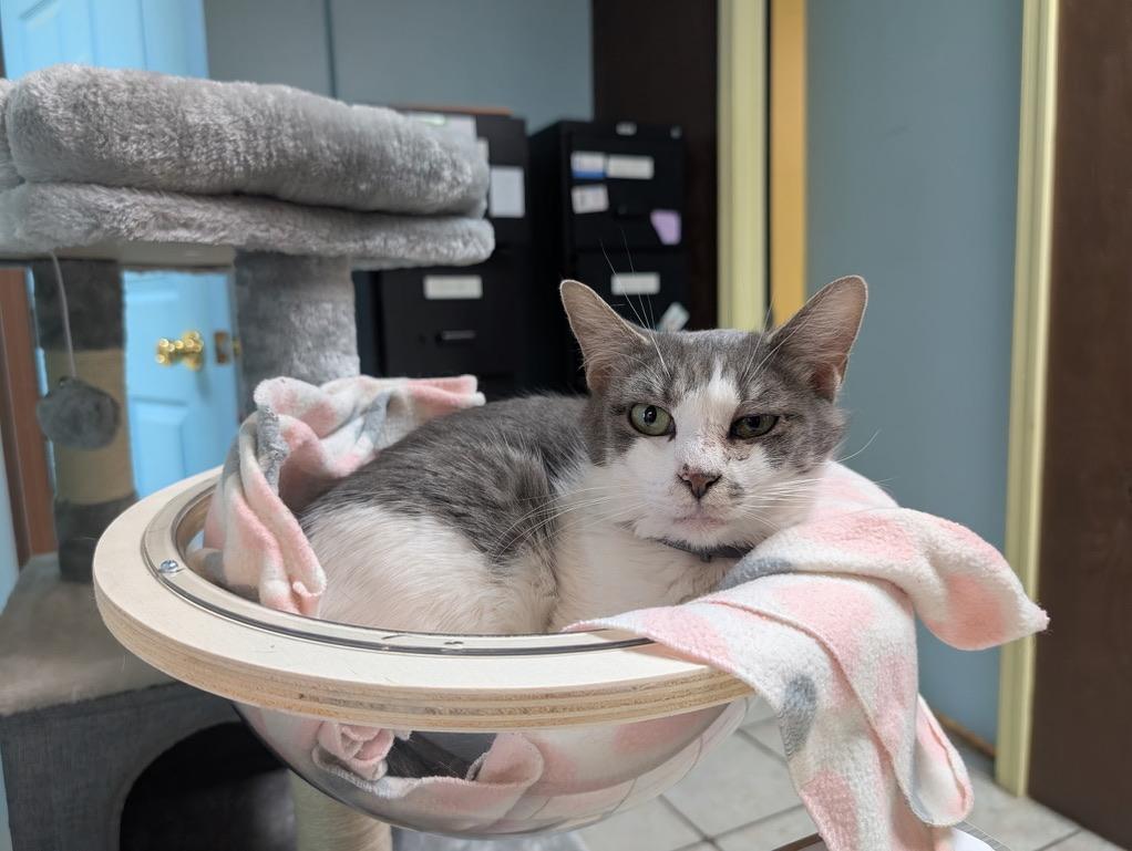 Enlarge SHIRLEY, a Adoptable Domestic Short Hair in KENTON, DE image 6/6