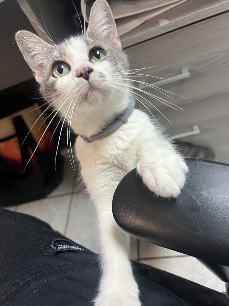 Enlarge SHIRLEY, a Adoptable Domestic Short Hair in KENTON, DE image 1/6