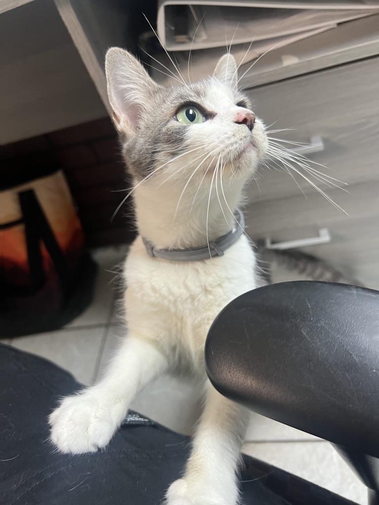 Enlarge SHIRLEY, a Adoptable Domestic Short Hair in KENTON, DE image 3/6