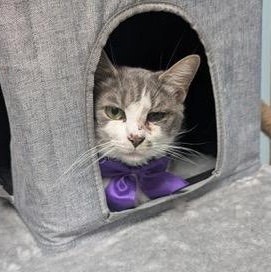 Enlarge SHIRLEY, a Adoptable Domestic Short Hair in KENTON, DE image 4/6