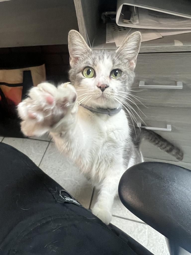 Enlarge SHIRLEY, a Adoptable Domestic Short Hair in KENTON, DE image 2/6