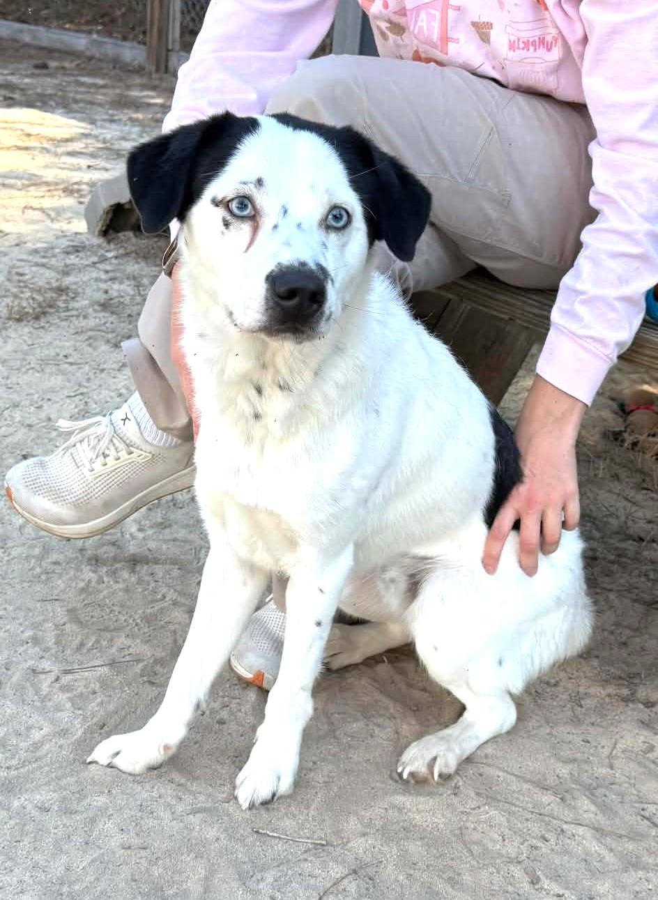 Enlarge Fabulous Frankie with Sinatra Blue Eyes, a Adoptable mixed breed in Alexandria, VA image 4/6