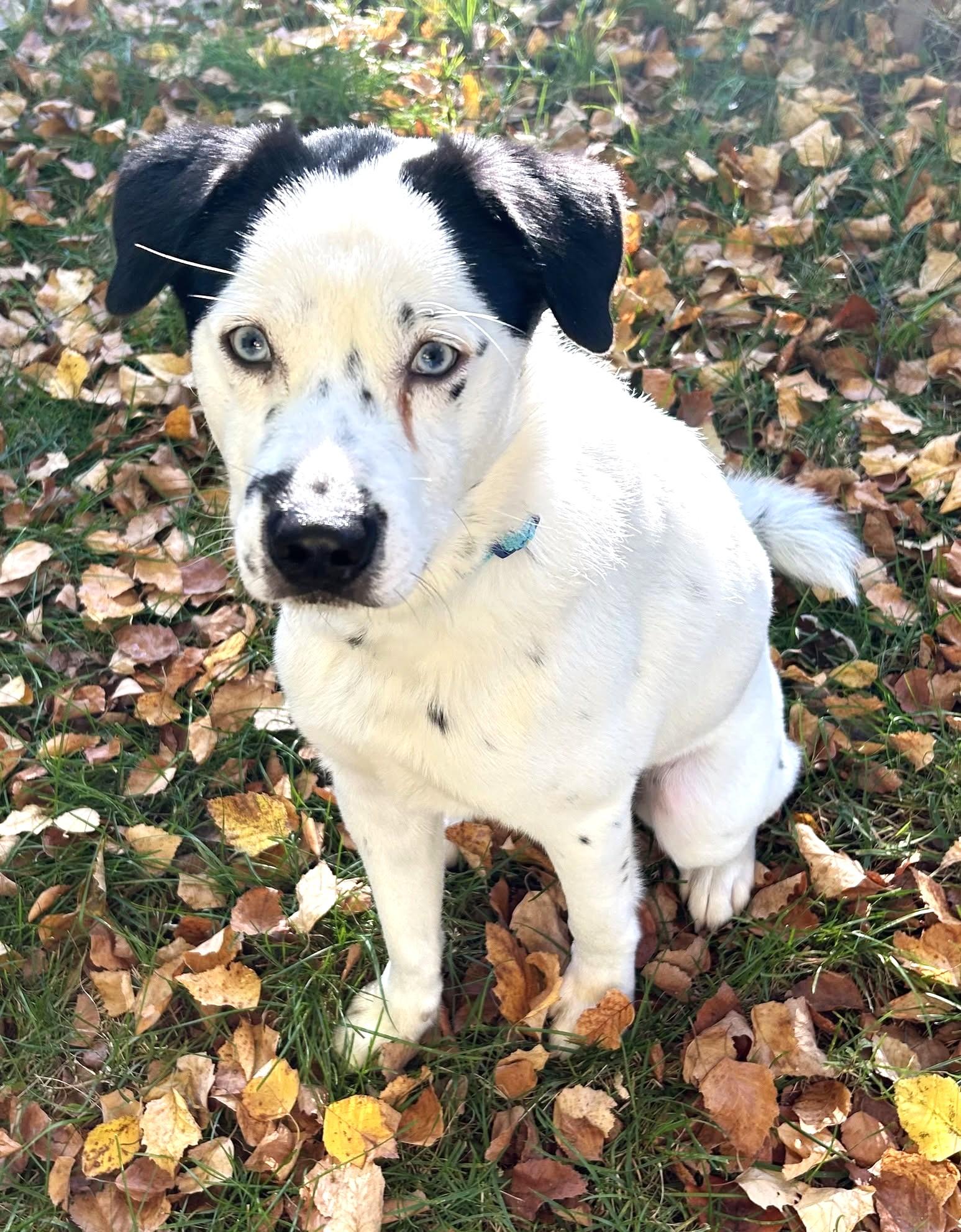 Enlarge Fabulous Frankie with Sinatra Blue Eyes, a Adoptable mixed breed in Alexandria, VA image 1/6