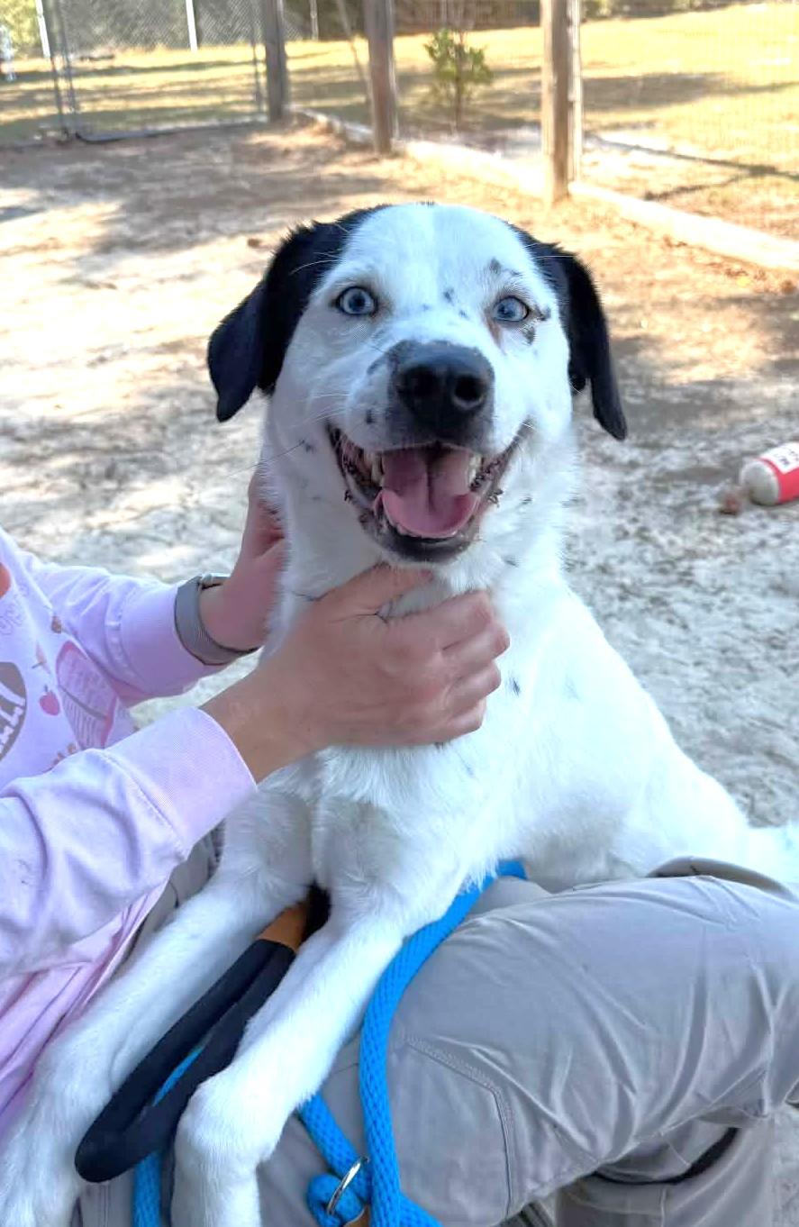 Enlarge Fabulous Frankie with Sinatra Blue Eyes, a Adoptable mixed breed in Alexandria, VA image 2/6