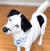 Enlarge Fabulous Frankie with Sinatra Blue Eyes, a Adoptable mixed breed in Alexandria, VA image 3/6