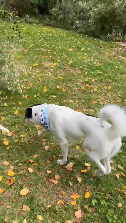 Enlarge Fabulous Frankie with Sinatra Blue Eyes, a Adoptable mixed breed in Alexandria, VA video 5/6