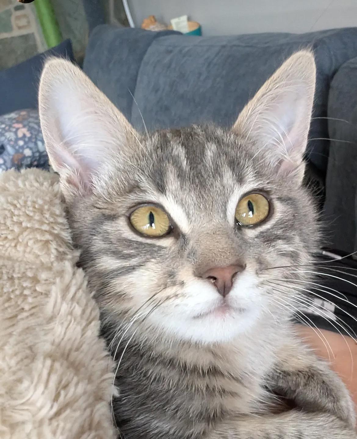 Enlarge Lint, a Adoptable Domestic Short Hair in Cranbrook, BC image 1/1