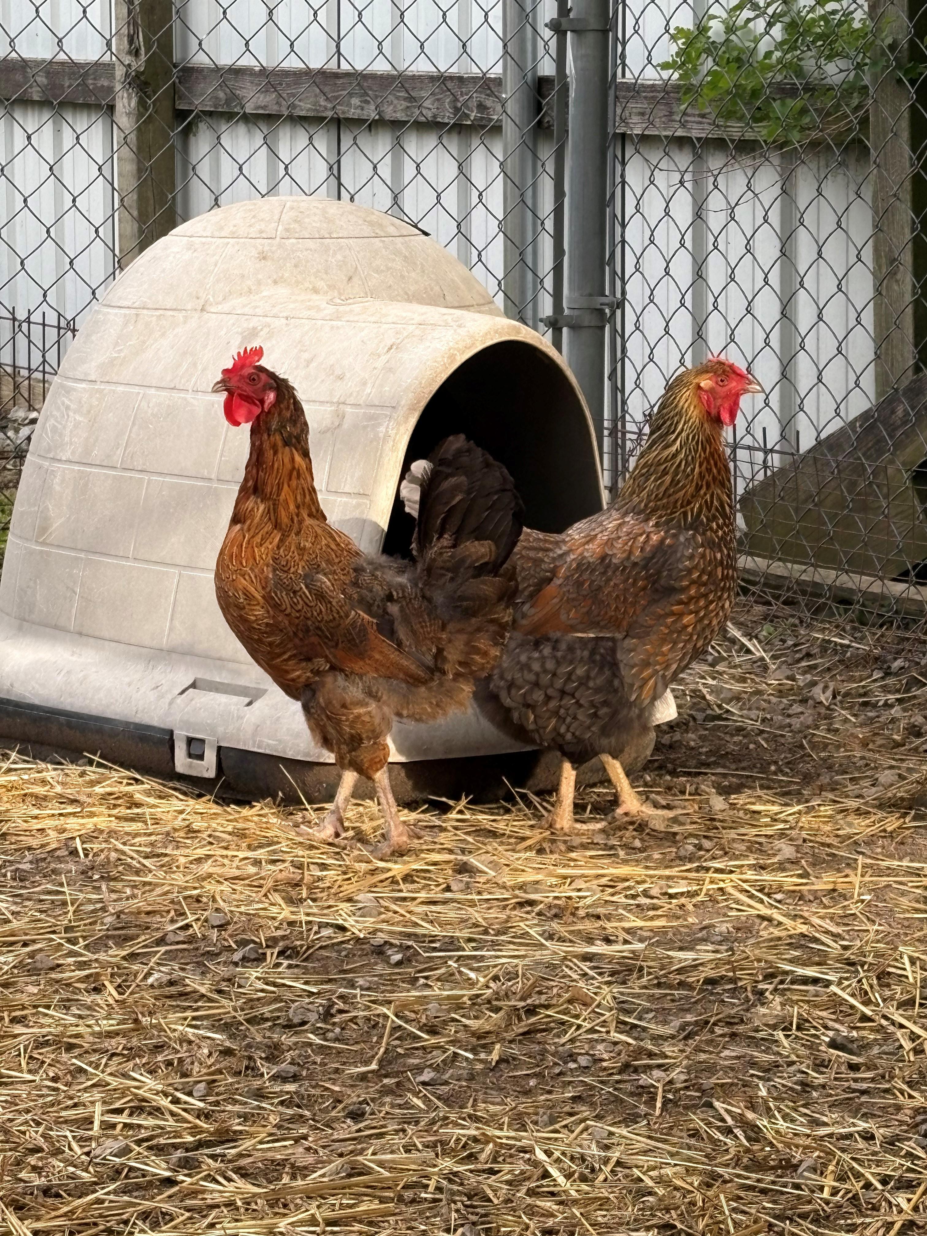Chickens and Rooster, Adult Female Chicken