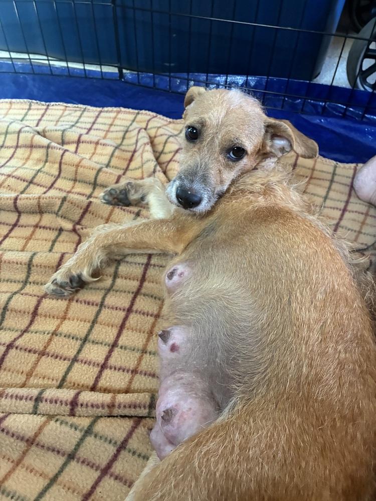 Enlarge Dolly Parton, a Adoptable mixed breed in Spokane, WA image 1/6