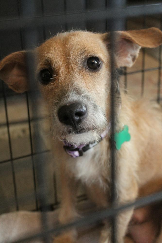 Enlarge Dolly Parton, a Adoptable mixed breed in Spokane, WA image 3/6
