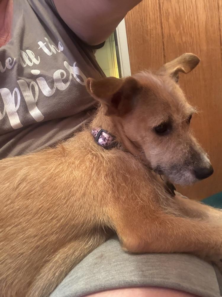 Enlarge Dolly Parton, a Adoptable mixed breed in Spokane, WA image 4/6