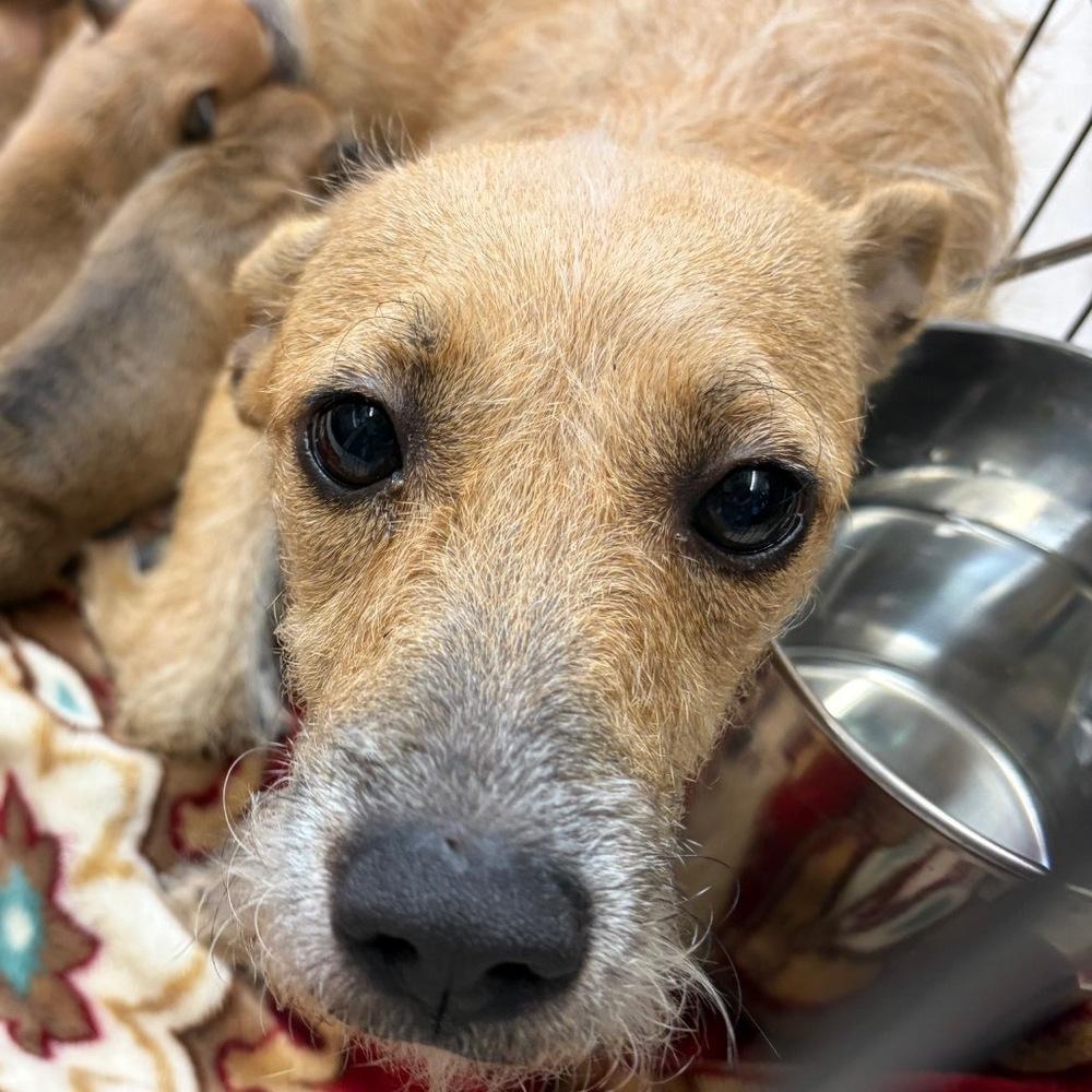 Enlarge Dolly Parton, a Adoptable mixed breed in Spokane, WA image 5/6