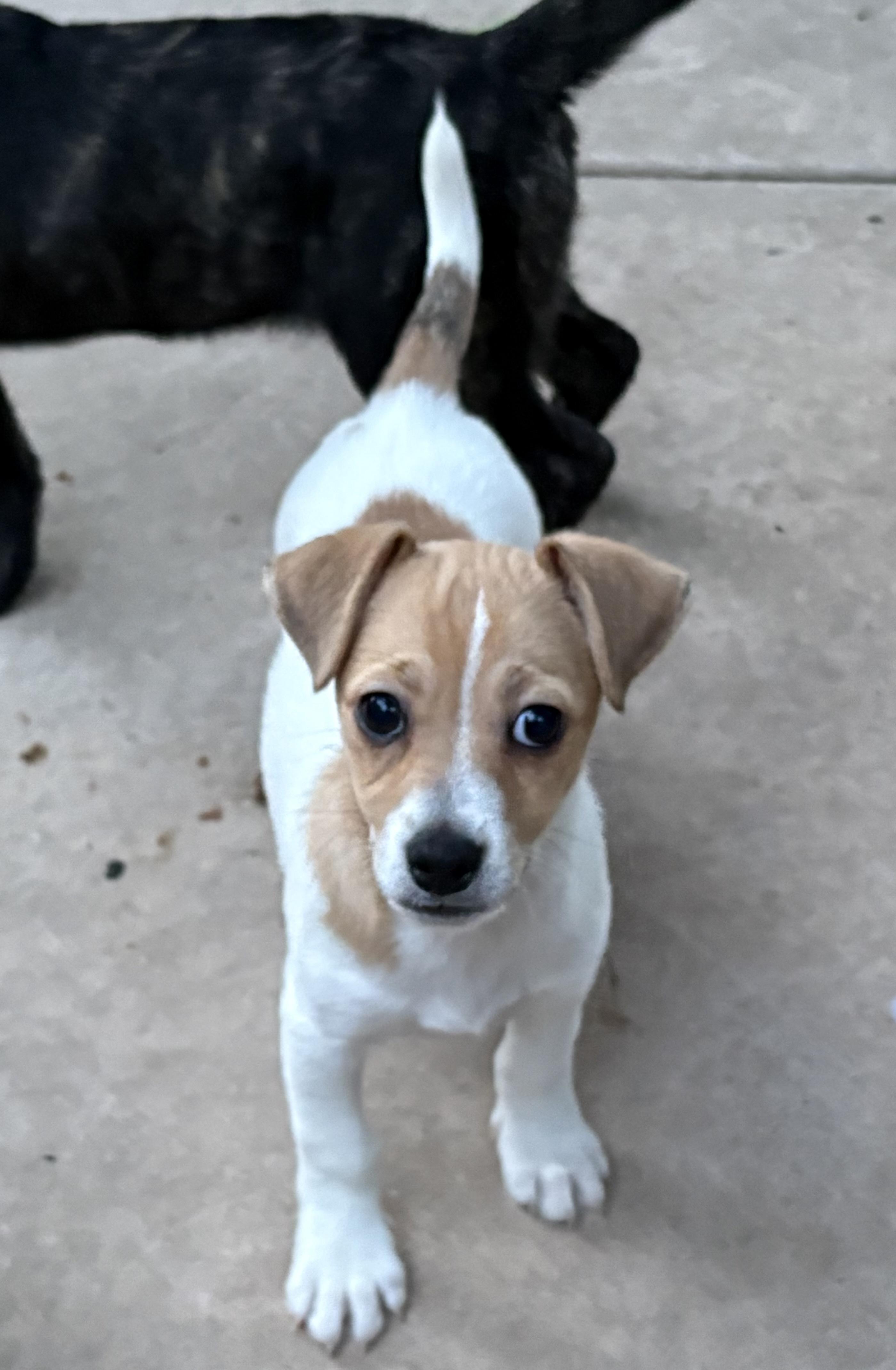 Enlarge Steve, a ADOPTABLE mixed breed in Concord, CA image 1/3