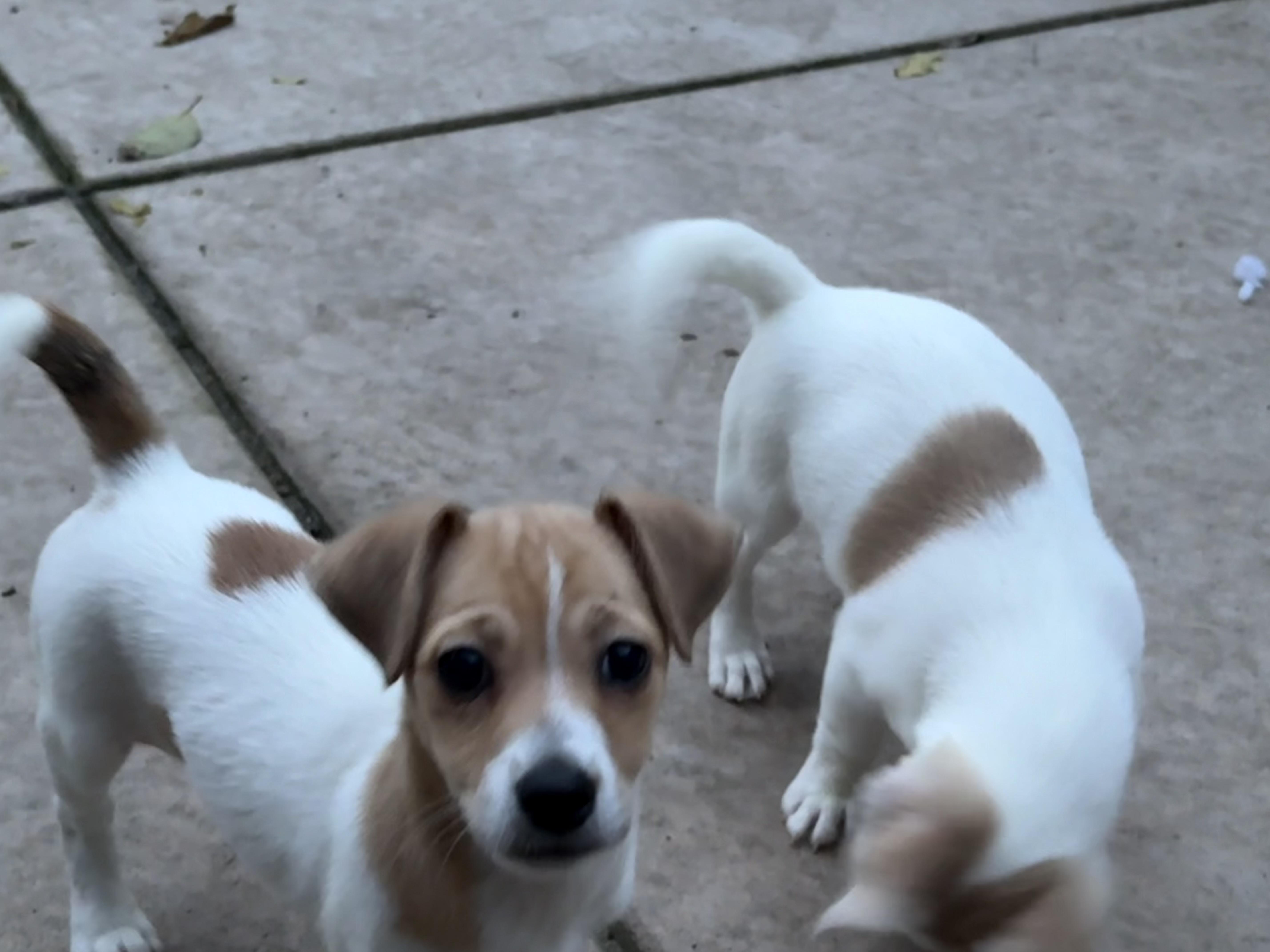 Enlarge Steve, a ADOPTABLE mixed breed in Concord, CA image 2/3