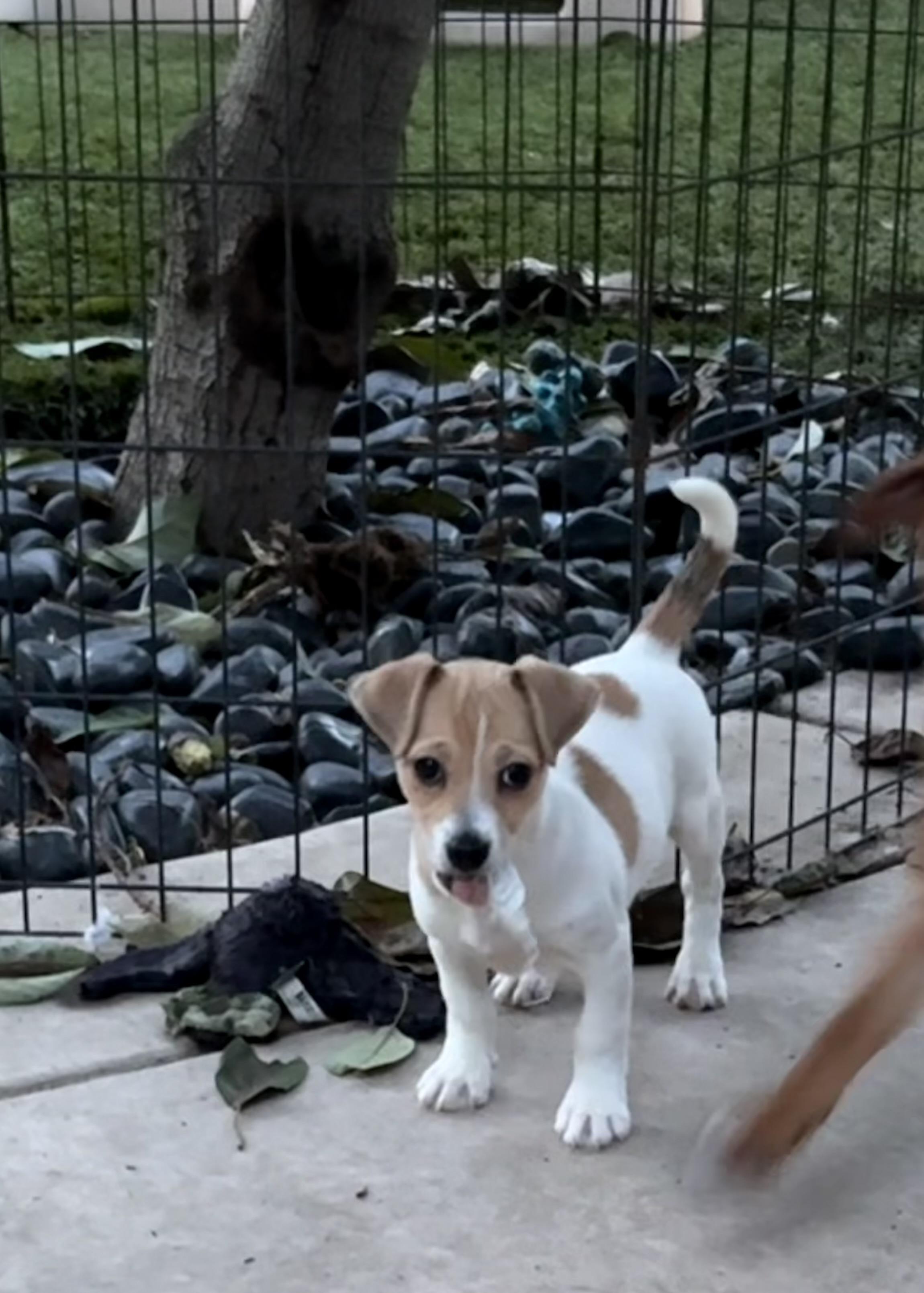 Enlarge Steve, a ADOPTABLE mixed breed in Concord, CA image 3/3