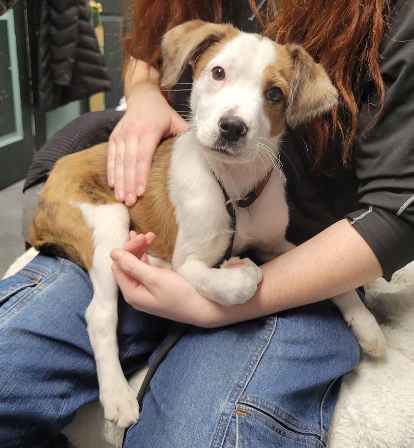 Wylie, ADOPTABLE, Puppy Male Shetland Sheepdog / Sheltie & Beagle.