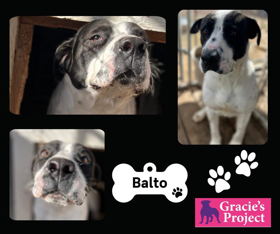 Balto, Young Male American Bulldog